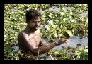 Backwaters en Inde du sud