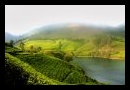 Plantations de th  Munnar - Inde