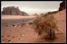 Jordanie : dsert du Wadi Rum